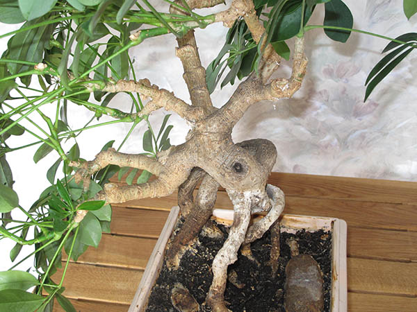 bonsai schefflera arboricola