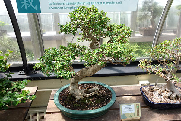 bonsai carmona microphylla
