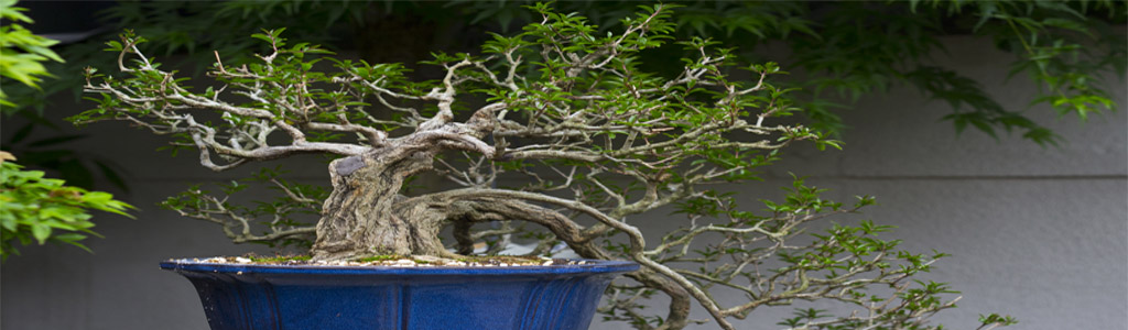 formazione di un bonsai