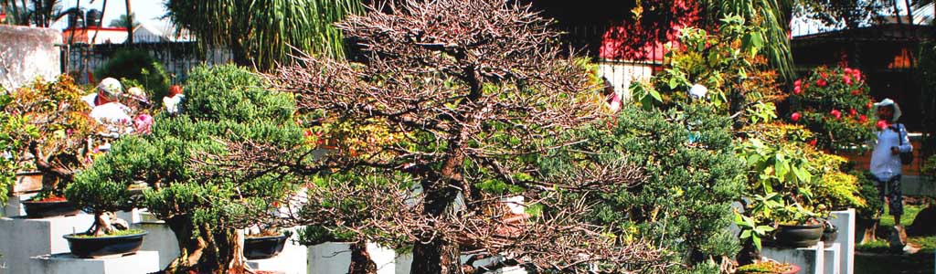 specie bonsai