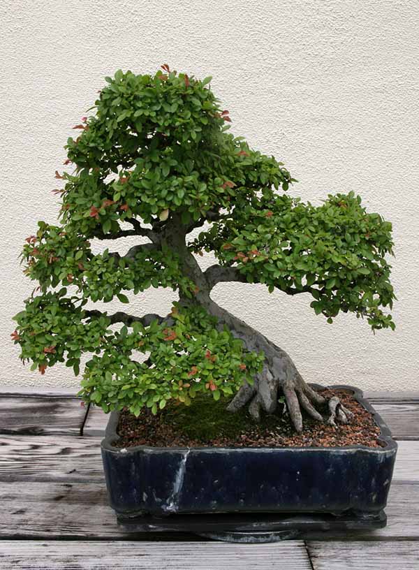 bonsai olmo cinese
