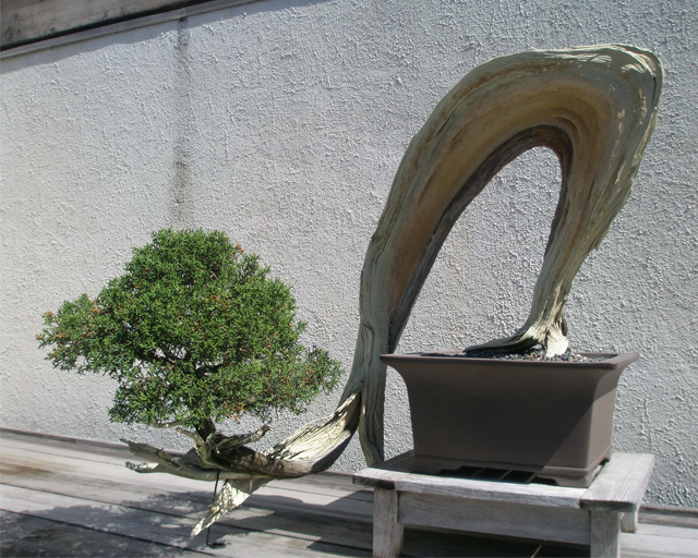 Gli stili del bonsai
