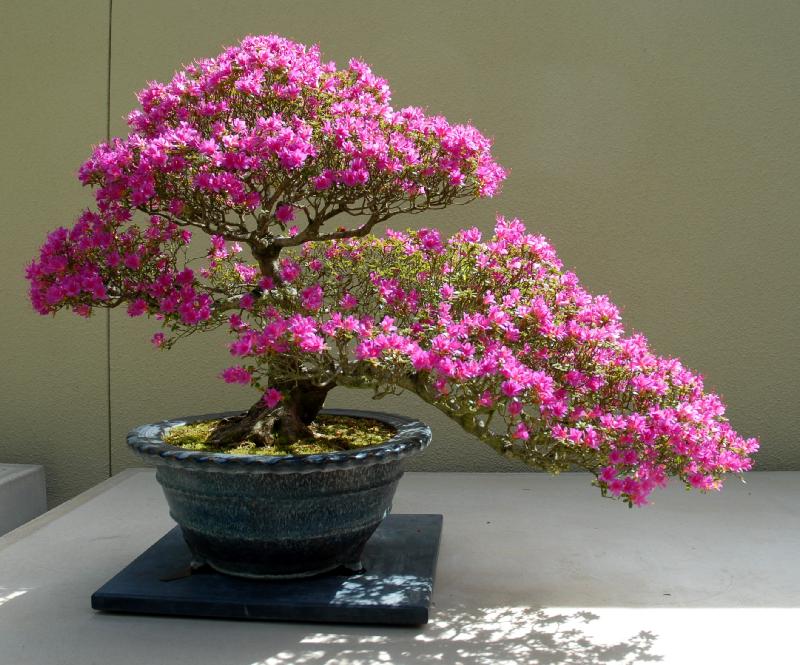 bonsai azalea rododendro