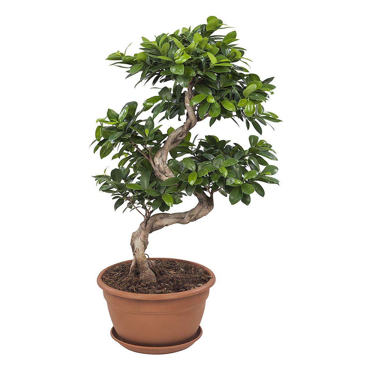 Bonsai Ficus Ginseng Cos'è e come prendersene cura i Bonsai