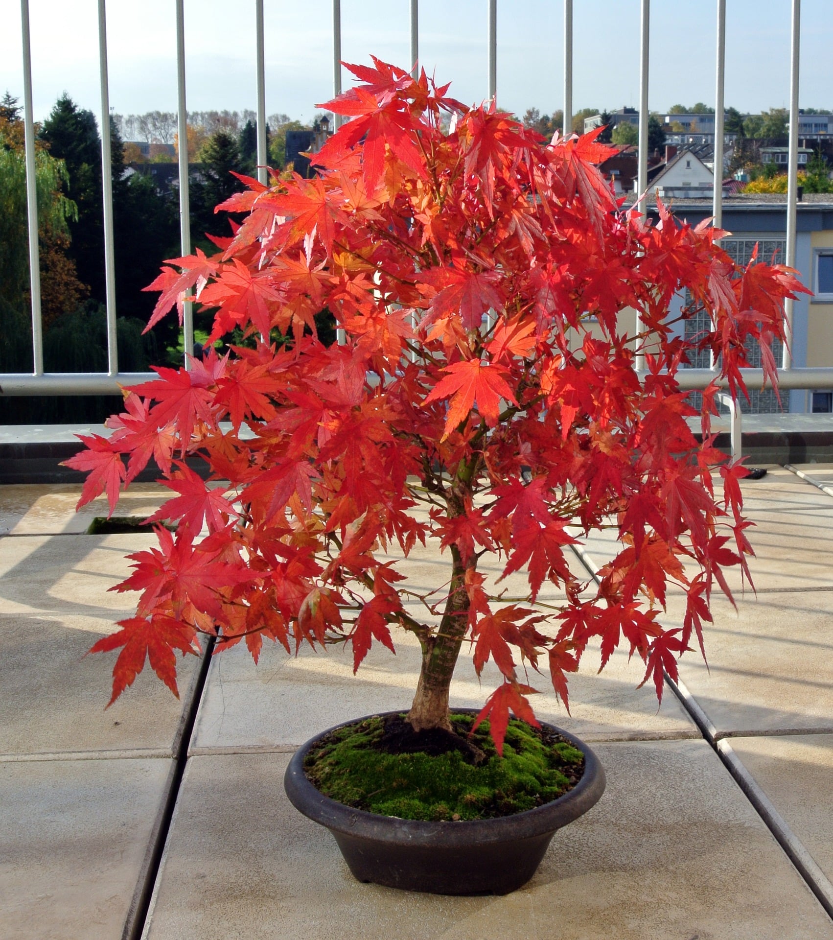 L'acero rosso in versione bonsai: quello che c'è da sapere - la